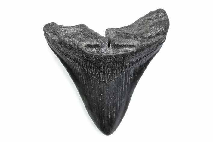 Fossil Megalodon Tooth - South Carolina #370469